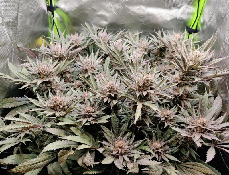 Raspberry Parfait, Фасовка: 3, изображение 4